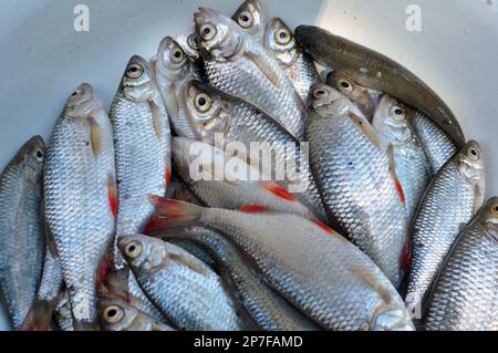 Rutilus rutilus (Rutilus rutilus), qui est l'objet de la pêche amateur et industrielle Banque D'Images