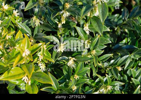 Gros plan de l'arbuste à fleurs persistantes de Sarcococca ruscifolia, boîte douce parfumée Banque D'Images