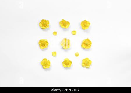 Petites fleurs jaunes en forme de Buttercup sur une rangée avec des pétales individuels sur un fond blanc. Fond floral, motif répétitif Banque D'Images