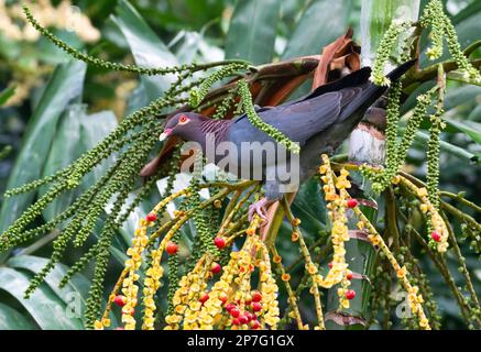 Pigeon à nagees perchée dans un palmier dans un jardin tropical sur l'île de la Barbade. Banque D'Images