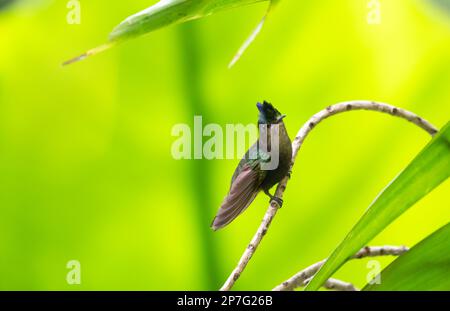 Petit colibri à crête d'Antillais, Orthorhyncus cristatus, perché sur une branche de la forêt avec un fond vert. Banque D'Images