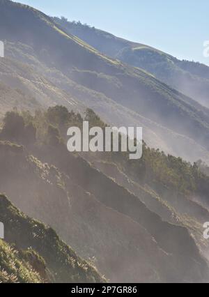 Paysage forestier de Big sur, Californie Banque D'Images