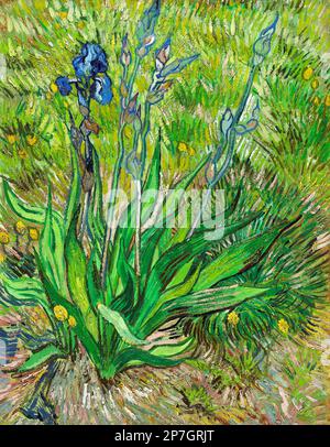 Iris de Vincent van Gogh (1853-1890), huile sur carton mince monté sur le Canvasm, 1890 Banque D'Images