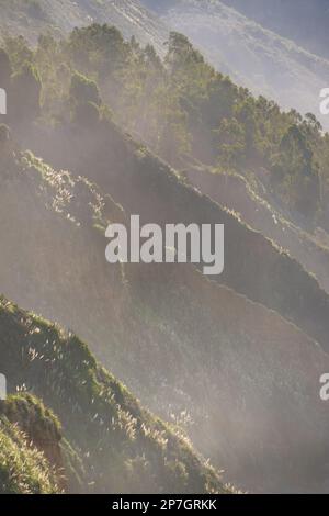 Paysage forestier de Big sur, Californie Banque D'Images