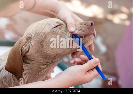 Brossez les jeunes dents du chiot à l'aide d'une brosse bleue et de pâte en gros plan Banque D'Images