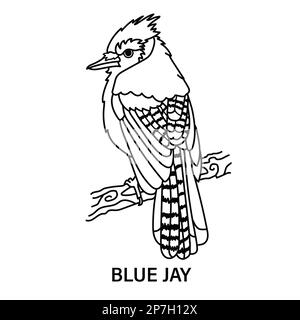 Illustration d'un geai bleu mâle sur fond blanc. Page de coloriage pour le plaisir ou l'apprentissage. Banque D'Images