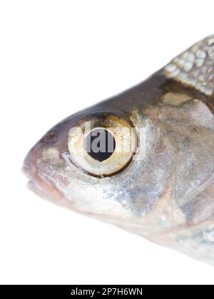 Portrait de bream argenté (Blicca bjoerkna) isolé sur fond blanc. Les espèces de poissons sont largement distribuées dans les bassins de la mer Baltique. Southe Banque D'Images