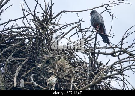 Symbiose complexe d'un seul côté, ou synoïkia. Nid construit par Rok. le faucon à pieds rouges a pris nid du rook et s'est établi le sien. Spanish Sparrow en a profité Banque D'Images