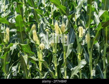 Maïs doux prêt à être récolté dans le potager d'été Banque D'Images