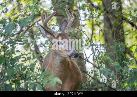 Gros plan de cerfs à queue blanche avec bois, regardant la caméra comme il se tient dans les bois. Banque D'Images