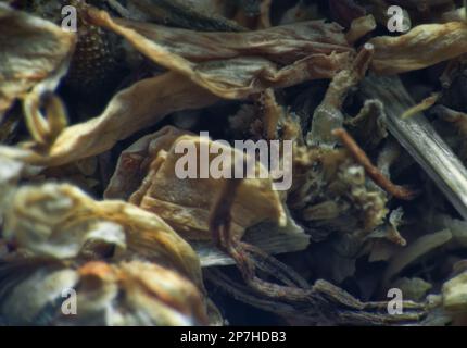 Répertoire d'herbes (plantes vulneraires sèches), mélange officinal pour tisane. Daisy de pharmacie (Matricaria chamomilla) parties séchées (extrême gros plan) comme moyenne Banque D'Images