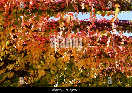Vigne vierge à trois pointes avec de belles couleurs d'automne Banque D'Images