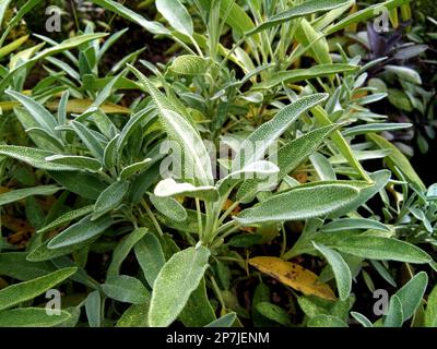 Plante de sauge (Salvia officinalis) dans le jardin Banque D'Images