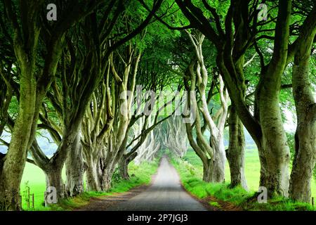 Majestueux Dark Hedges de l'Irlande du Nord. Vue sur la route à travers le tunnel des arbres. Banque D'Images