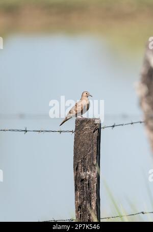 Dove de Ruddy-Ground (columbina talpacoti) perchée sur un poteau en bois au Mexique Banque D'Images