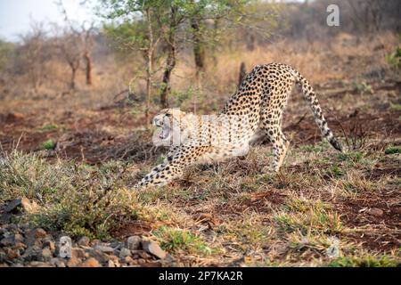 Cheetah s'étendant dans la brousse en Afrique du Sud Banque D'Images