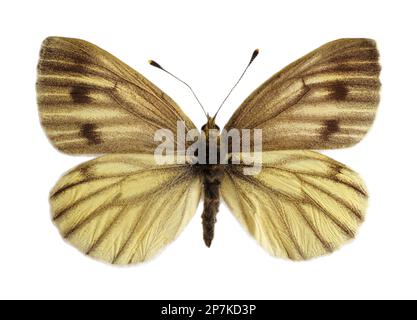 Papillon blanc à motif vert foncé (Pieris napi), ailes ouvertes et isolé sur fond blanc Banque D'Images