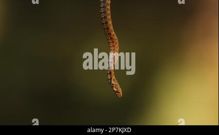 Serpent pris d'une branche d'un arbre et suspendu dans l'air. détail serpent Banque D'Images