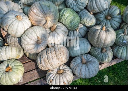 Bouquet de grande citrouille de couleur blanche, verte et bleue sur une planche de bois dans une ferme à vendre pendant la saison de moisson de Thanksgiving octobre Banque D'Images