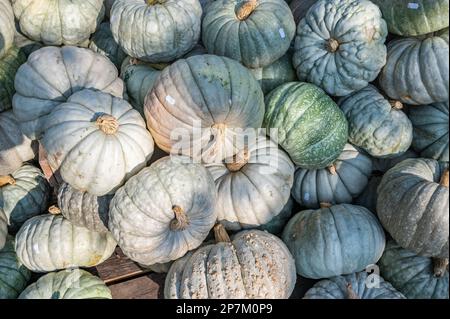 Bouquet de grande citrouille de couleur blanche, verte et bleue sur une planche de bois dans une ferme à vendre pendant la saison de moisson de Thanksgiving octobre Banque D'Images