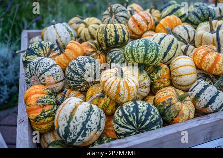 Gourdes décoratives de citrouille à rayures de couleur orange, verte, blanche et jaune dans un panier en bois dans une ferme à vendre pendant la saison de récolte, octobre, merci Banque D'Images