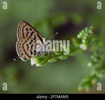 pierrot commun ou petit papillon tigre, assis sur la fleur avec des ailes fermées Banque D'Images