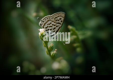 pierrot commun ou petit papillon tigre, assis sur la fleur avec des ailes fermées Banque D'Images