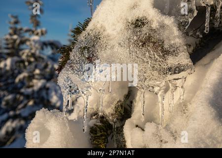WA23217-00...WASHINGTON - glace due à la fonte de la neige sur un arbre dans la forêt nationale Okanogan-Wenatchee. Banque D'Images