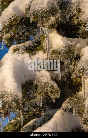 WA23219-00...WASHINGTON - fonte de la neige sous le soleil puis refondre dans l'air froid; Forêt nationale Okanogan-Wenatchee. Banque D'Images