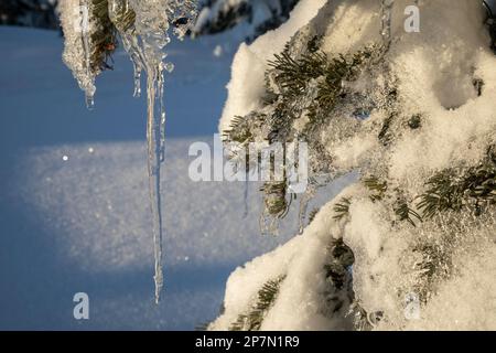 WA23220-00...WASHINGTON - fonte de la neige, un jour ensoleillé, et se transformant en glaces dans l'air froid de la forêt nationale Okanogan-Wenatchee. Banque D'Images