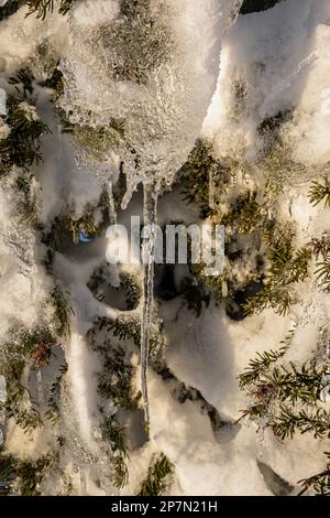 WA23221-00...WASHINGTON - fonte de la neige, un jour ensoleillé, et se transformant en glaces dans l'air froid de la forêt nationale Okanogan-Wenatchee. Banque D'Images