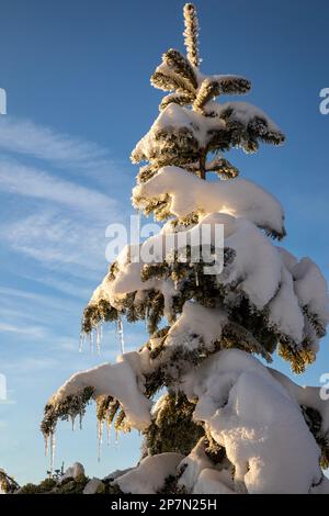 WA23222-00...WASHINGTON - fonte de la neige, un jour ensoleillé, et se transformant en glaces dans l'air froid de la forêt nationale Okanogan-Wenatchee. Banque D'Images