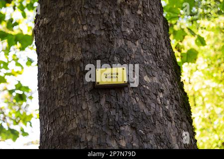 Plaque signalétique sur le tronc d'arbre avec son nom en langue latine Platanus hybrida ou London plane Tree. Banque D'Images