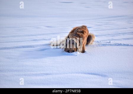 Le cynodrome russe dans le champ de neige d'hiver recherche des proies. Dans le nord de la Suède. Banque D'Images