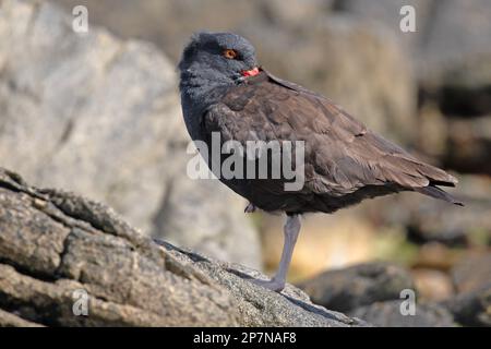 Un Oystercatcher noir, Haematopus Ater, sur les îles Falkland. Banque D'Images