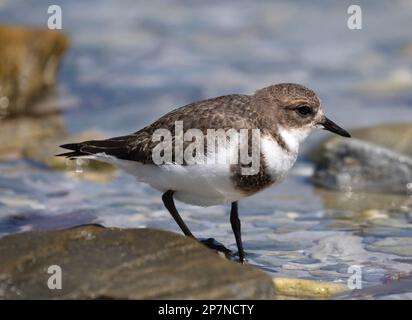 Un Pluvier à deux bandes, Charadrius Falklandicus, sur les îles Falkland. Banque D'Images