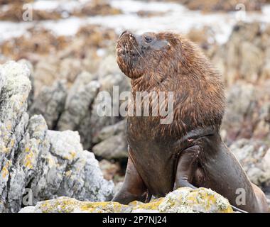 Otaria flavescens, un Lion de la mer du Sud, mâle, dans les îles Falkland Banque D'Images