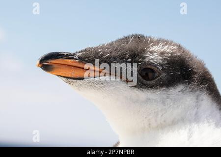 Détail gros plan de la tête d'un poussin gentoo, Pygoscelis Papouasie, dans une colonie de Yorke Bay sur les îles Falkland. Banque D'Images