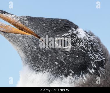 Détail gros plan de la tête d'un poussin gentoo, Pygoscelis Papouasie, dans une colonie de Yorke Bay sur les îles Falkland. Banque D'Images