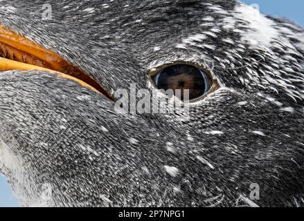 Détail gros plan de la tête d'un poussin gentoo, Pygoscelis Papouasie, dans une colonie de Yorke Bay sur les îles Falkland. Banque D'Images