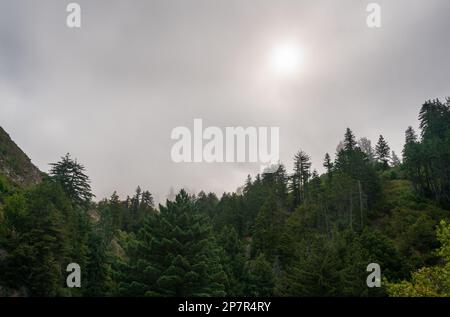 Paysage forestier de Big sur, Californie Banque D'Images