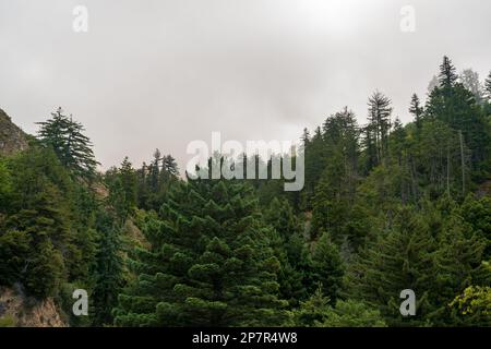 Paysage forestier de Big sur, Californie Banque D'Images