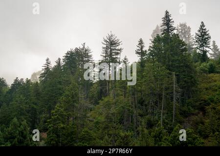 Paysage forestier de Big sur, Californie Banque D'Images