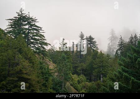 Paysage forestier de Big sur, Californie Banque D'Images