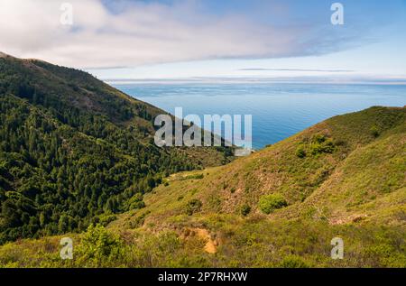 Paysage forestier de Big sur, Californie Banque D'Images