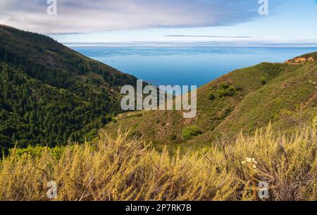 Paysage forestier de Big sur, Californie Banque D'Images