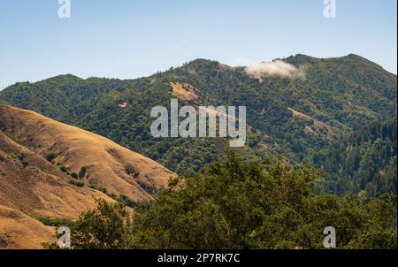 Paysage forestier de Big sur, Californie Banque D'Images