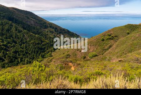 Paysage forestier de Big sur, Californie Banque D'Images