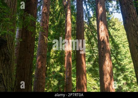 Le parc national de Butano en Californie Banque D'Images