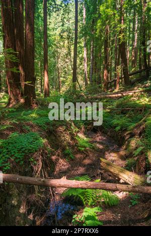 Le parc national de Butano en Californie Banque D'Images